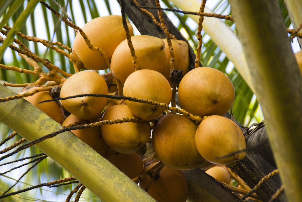 Королевский кокос, ананас, маракуйя - в чем польза этих фруктов?